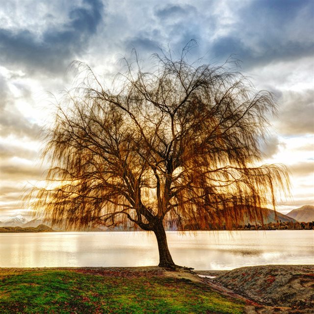 Lonely Tree Under Sunset iPad wallpaper 