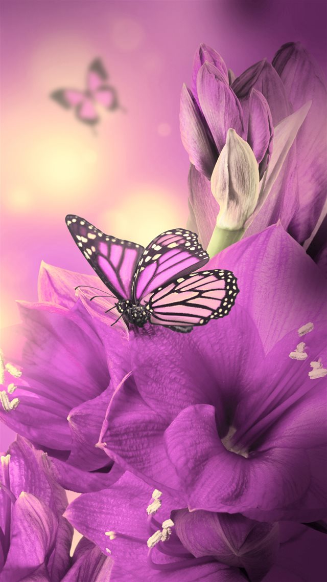 Primula Purple Butterfly iPhone 8 wallpaper 