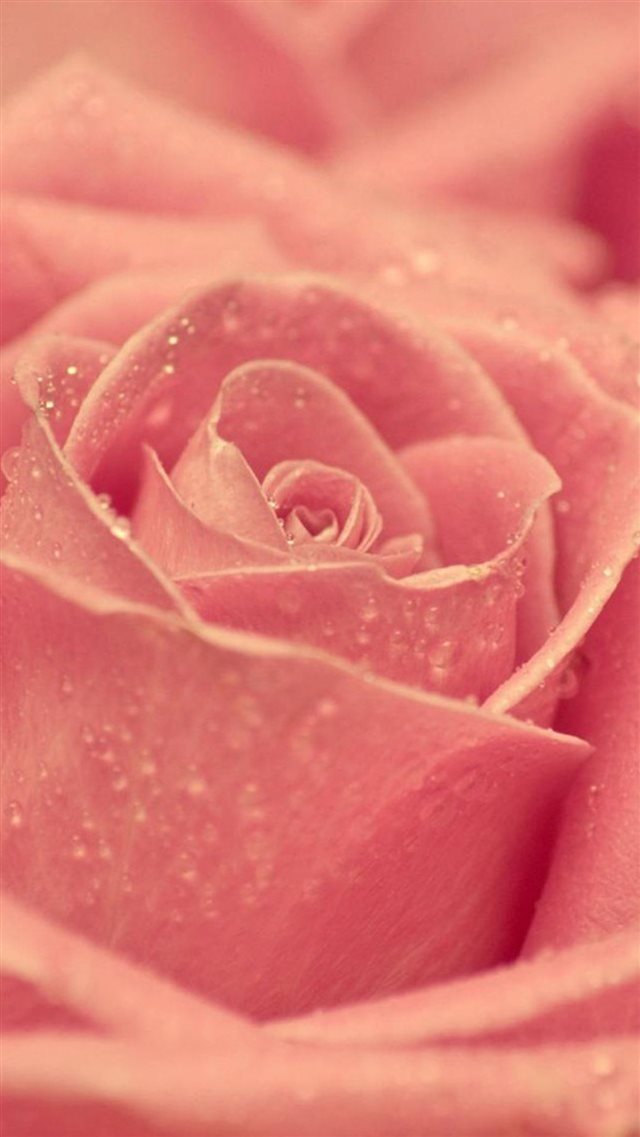 Macro Pink Rose Dew iPhone 8 wallpaper 