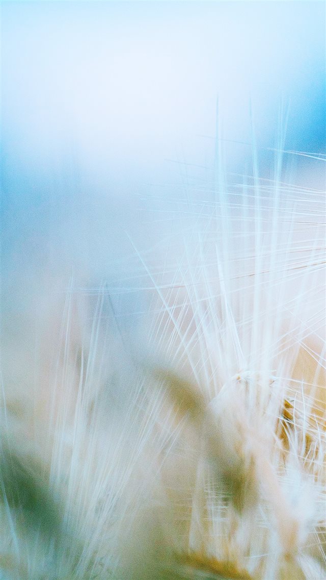Rice Leaf Nature Flower Bokeh Blur iPhone 8 wallpaper 