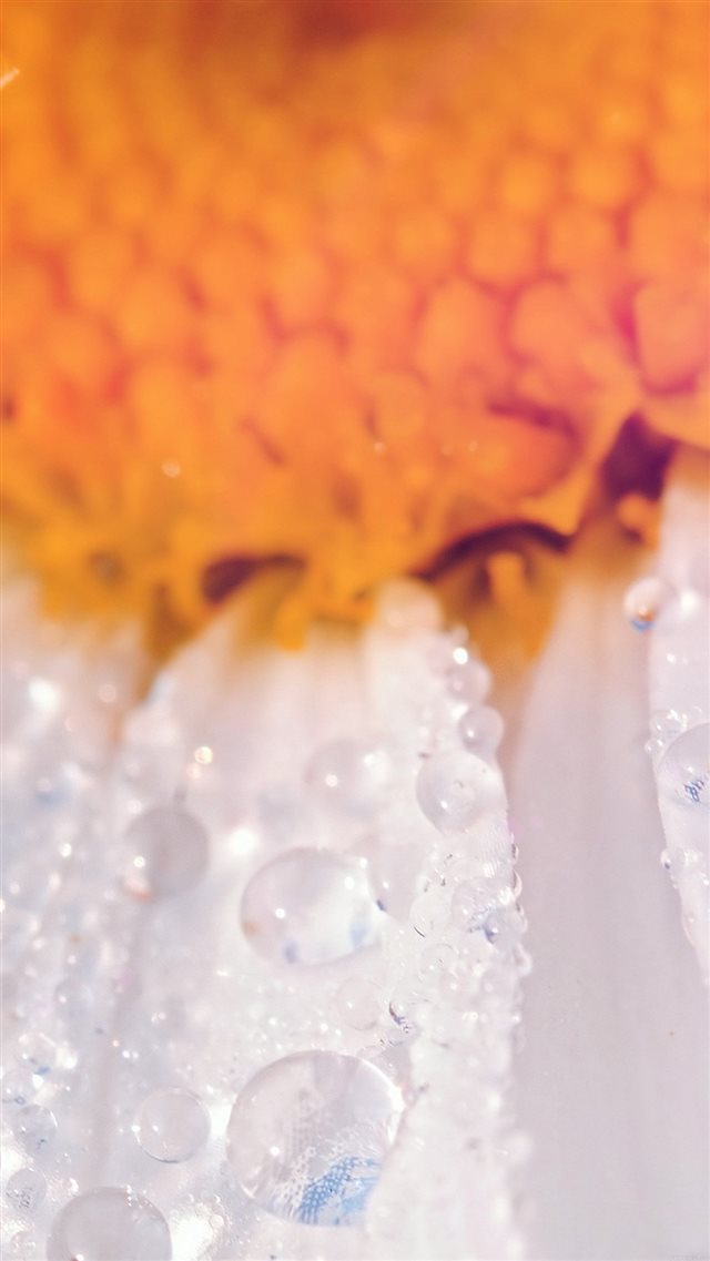 Nature Macro Orange Flower Raindrop iPhone 8 wallpaper 