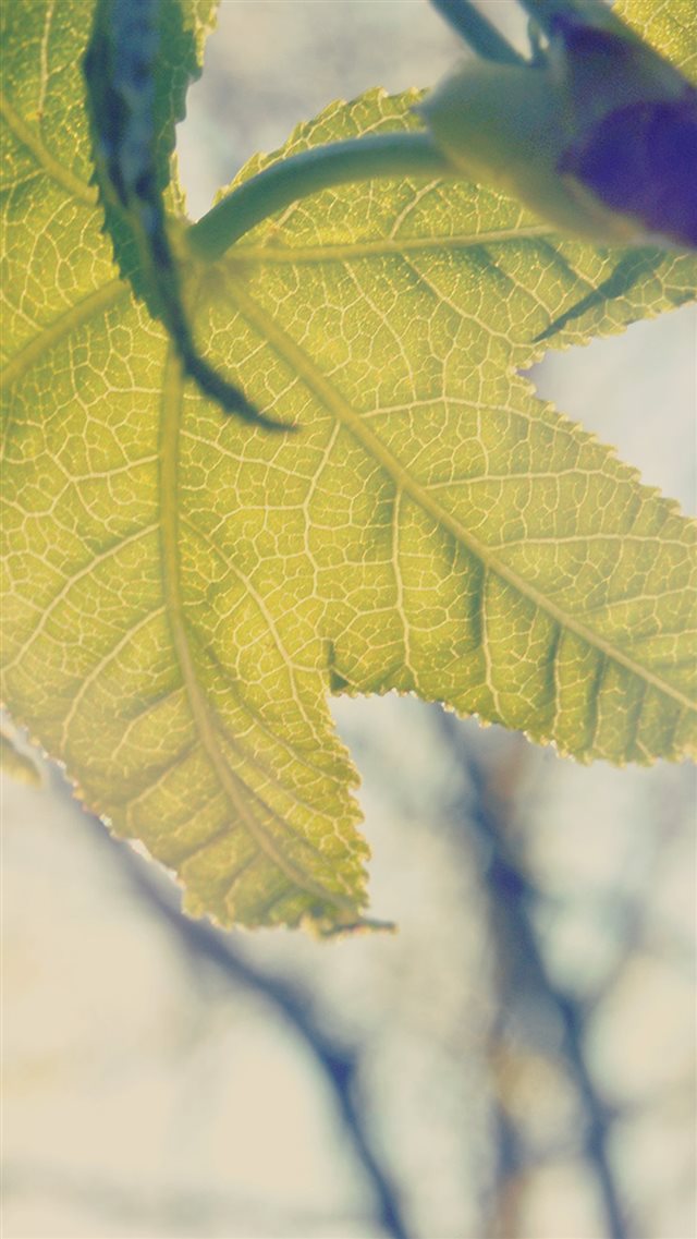 Nature Shine Tree Leaf Macro iPhone 8 wallpaper 