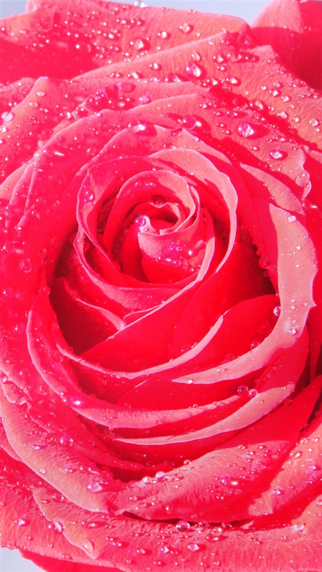 Rose Macro Drops Dew Flower iPhone 8 wallpaper 