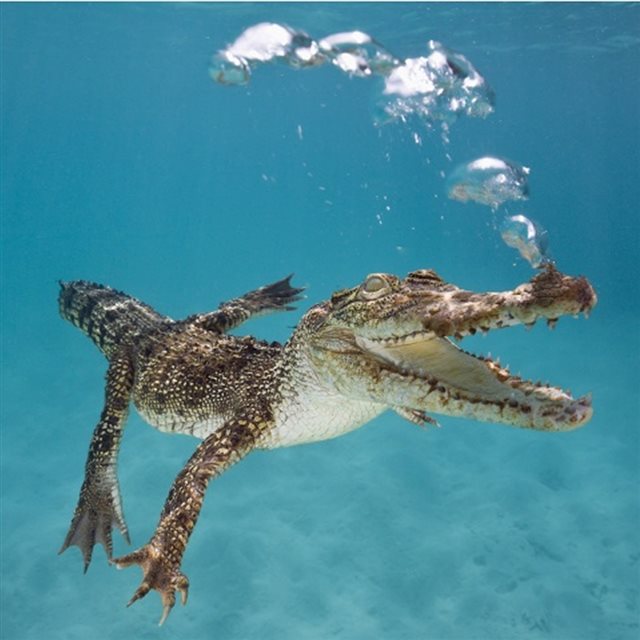Underwater Crocodile iPad wallpaper 