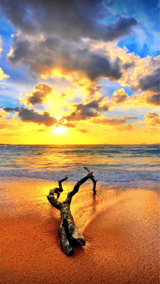 Wither Wood On Spectacular SUnset Beach Landscape iPhone 8 wallpaper 