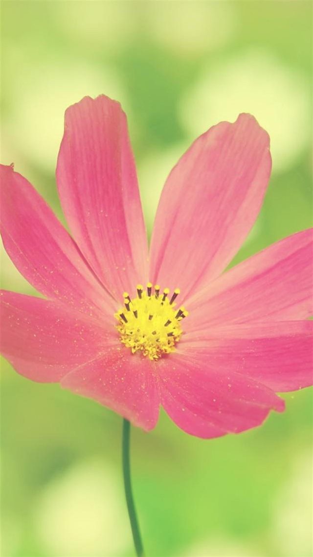Pure Beautiful Fresh Pink Flower Macro iPhone 8 wallpaper 
