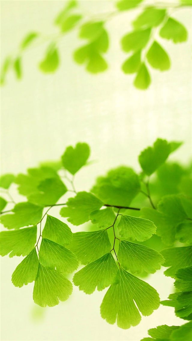 Nature Bright Ginkgo Tree Branch Leaves iPhone 8 wallpaper 