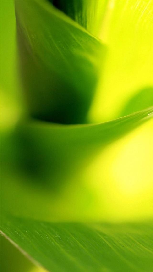 Swirl Green Leaf Macro Bokeh iPhone 8 wallpaper 