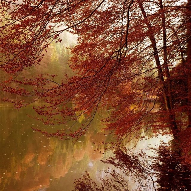 Red Autumn Foliage Along River iPad wallpaper 
