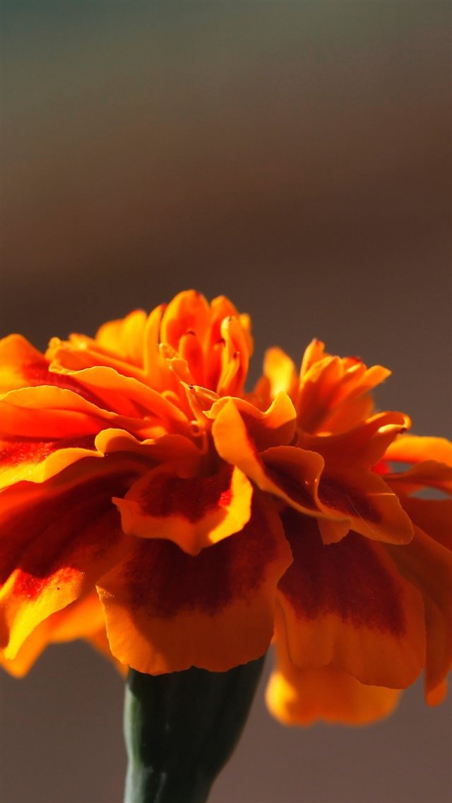 Orange Flower Petal Macro iPhone 8 wallpaper 