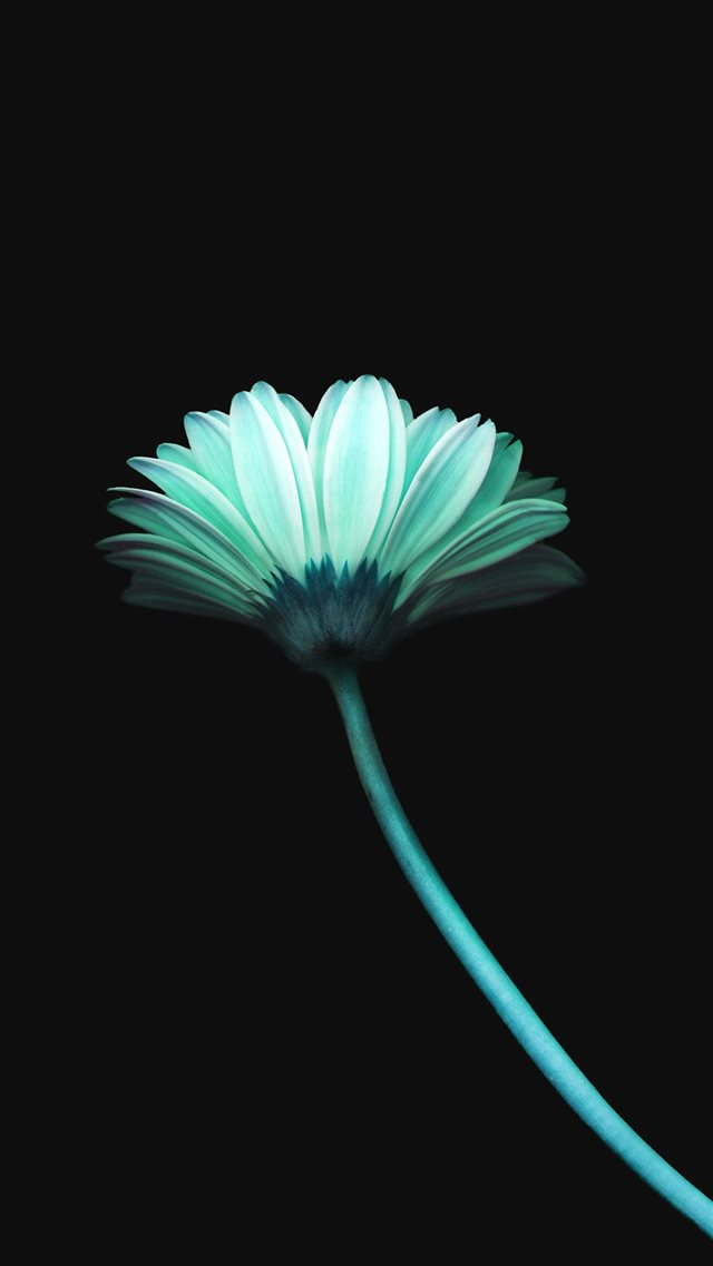 Lonely Flower Dark Blue Simple Minimal Art iPhone 8 wallpaper 