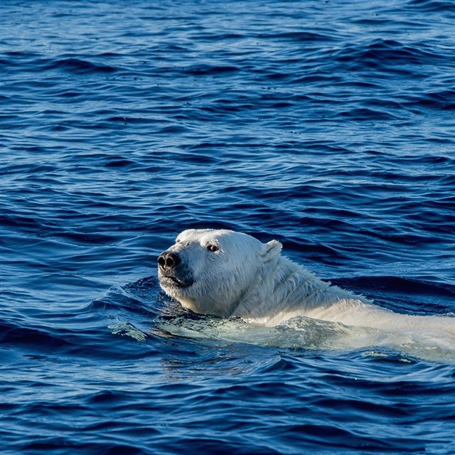 Ocean Swim Polar Bear Sea Animal iPad wallpaper 
