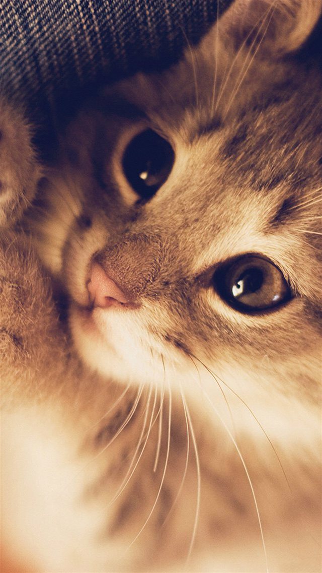 Cute Cat Kitten Nature Animal iPhone 8 wallpaper 