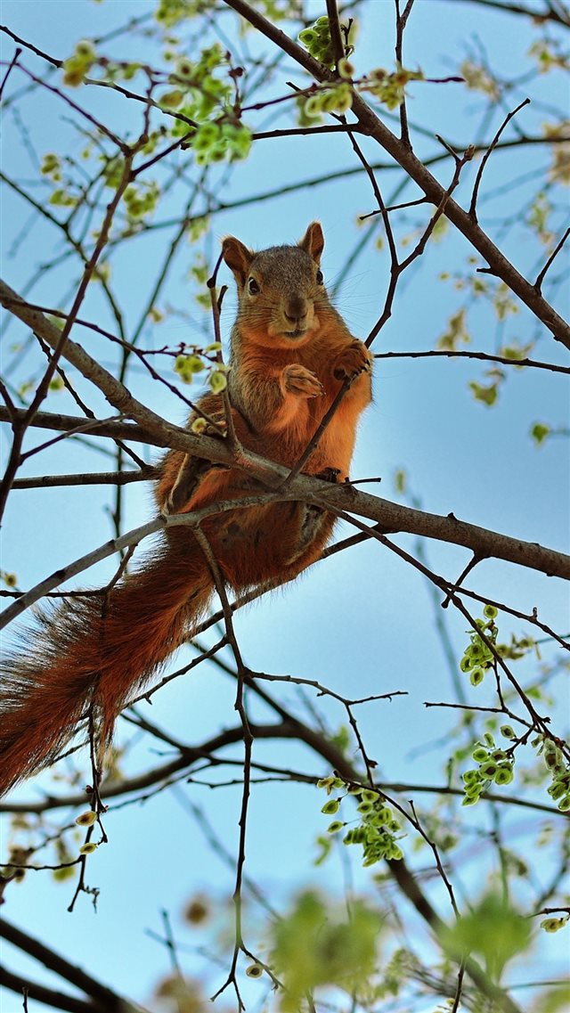 Squirrel Tree Animal Spring Branch iPhone 8 wallpaper 