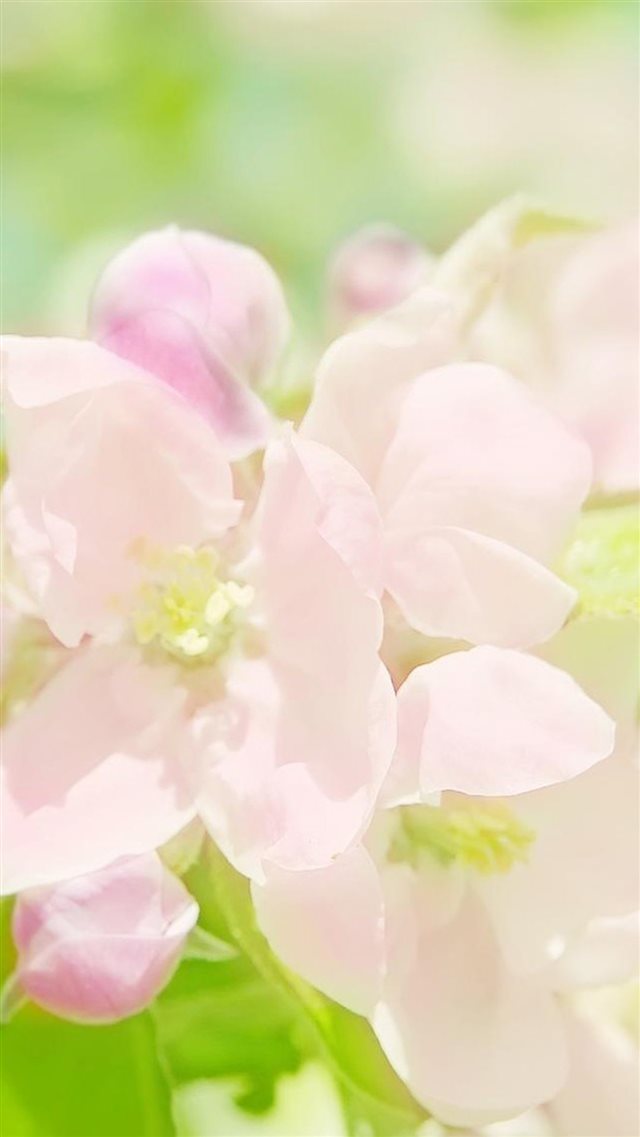 Nature Sunny Bright Pink Spring Flower Branch iPhone 8 wallpaper 