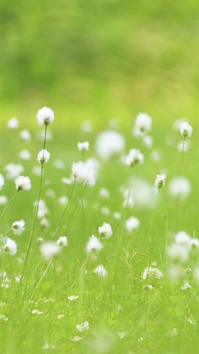 Vitality White Dandelion Plant Field iPhone 8 wallpaper 