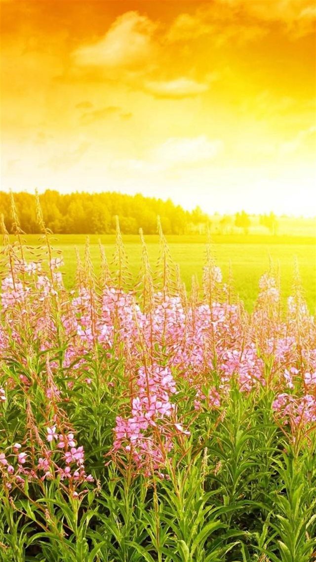 Brilliant Golden Sunshine Spring Flower Bloom Field Nature iPhone 8 wallpaper 