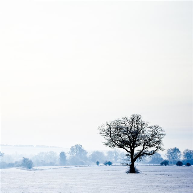 Winter Lonely Tree iPad wallpaper 