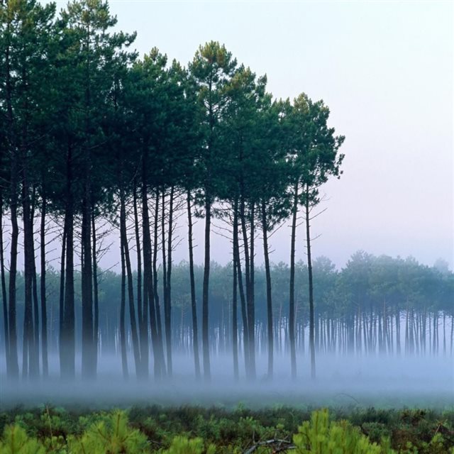 Straight Trees Mist Woodland Landscape iPad wallpaper 