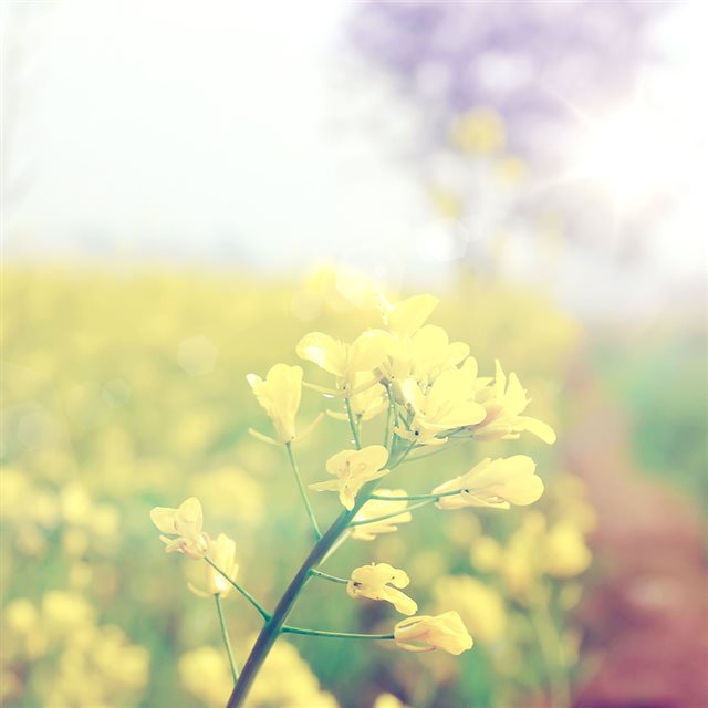 Pure Beautiful Yellow Flower Filed Bokeh iPad wallpaper 