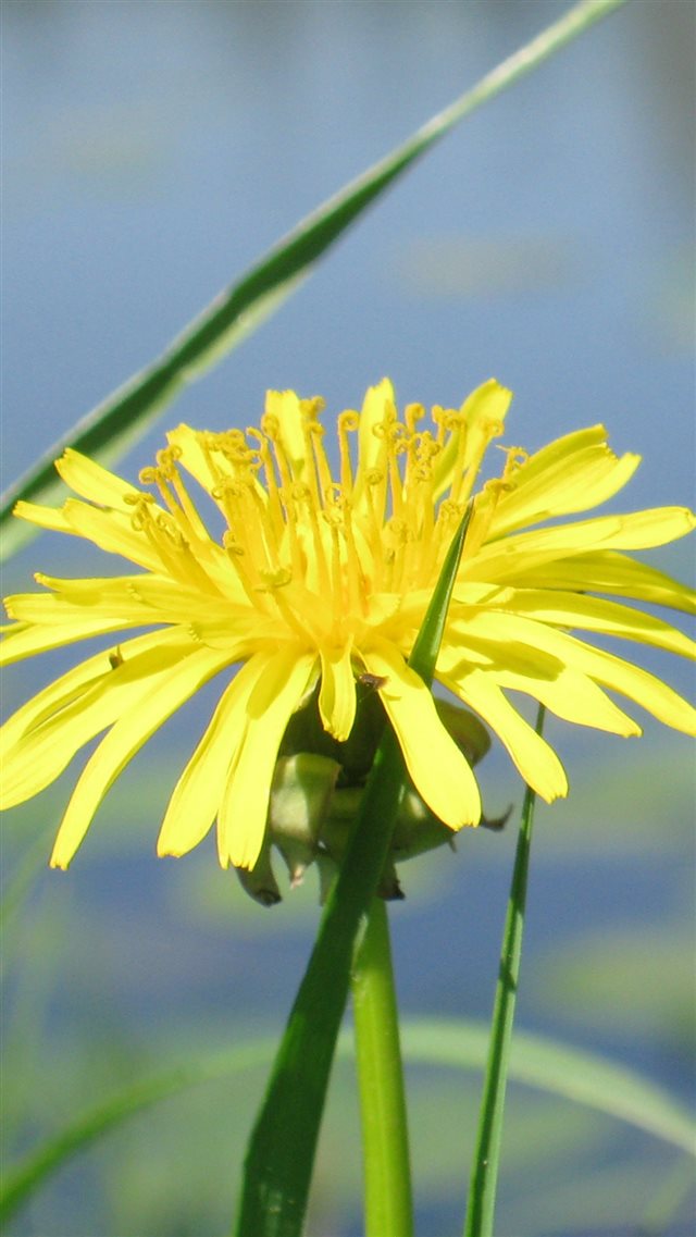 Dandelion Flower Grass Water Pond iPhone 8 wallpaper 
