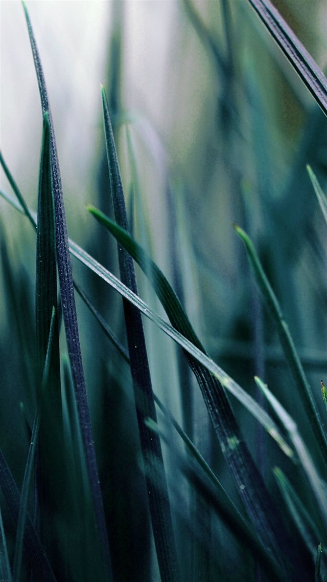 Nature Blue Grass Leaf Bokeh Garden iPhone 8 wallpaper 