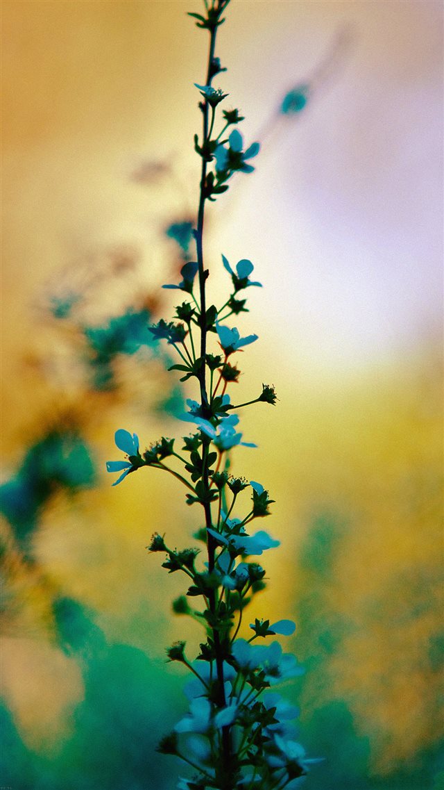 Blue Flower Sunny Bright Day Bokeh Nature iPhone 8 wallpaper 