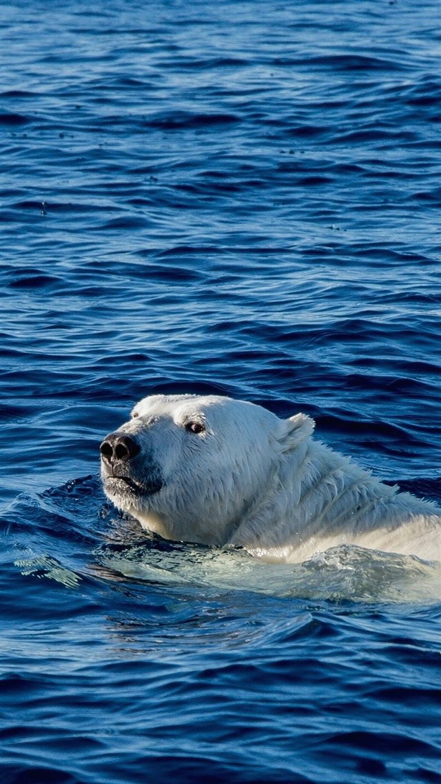 Watch Me Swim Polar Bear Sea Animal iPhone 8 wallpaper 