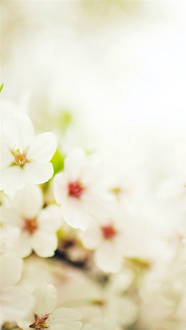 Blossom Cherry Spring Sakura Nature Flower iPhone 8 wallpaper 