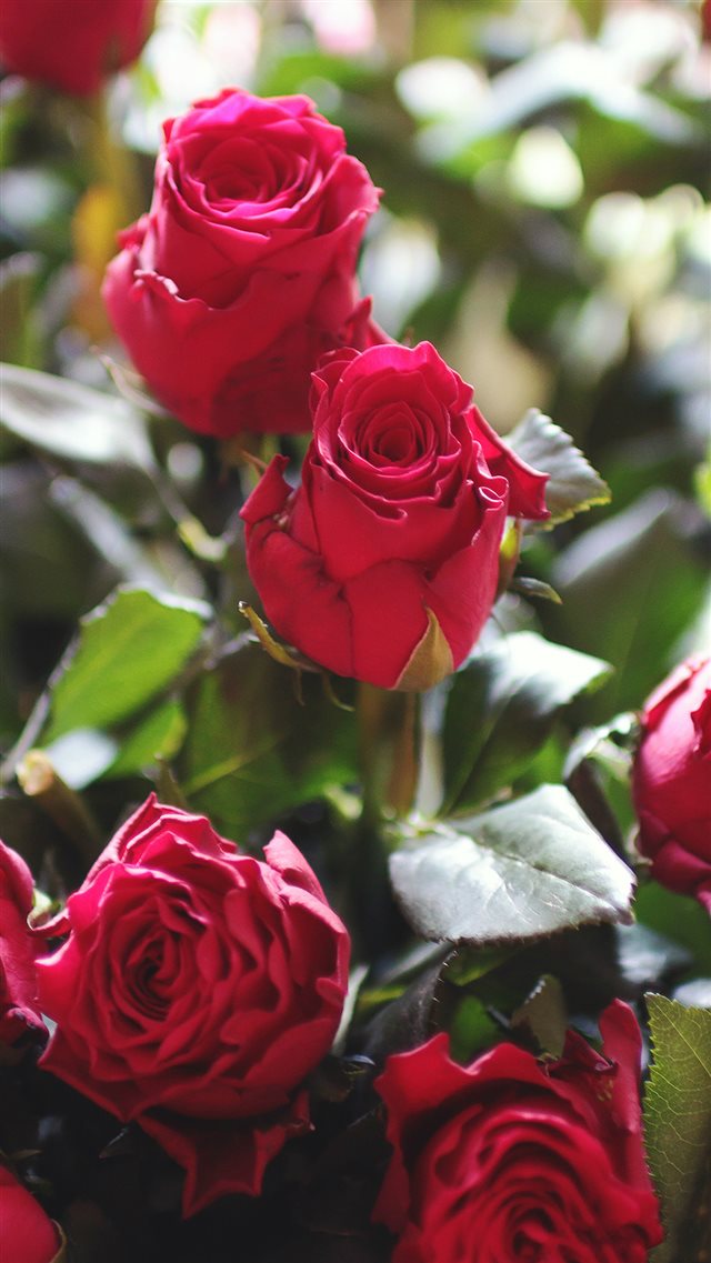 Nature Red Rose Flower Gift Bouquet iPhone 8 wallpaper 