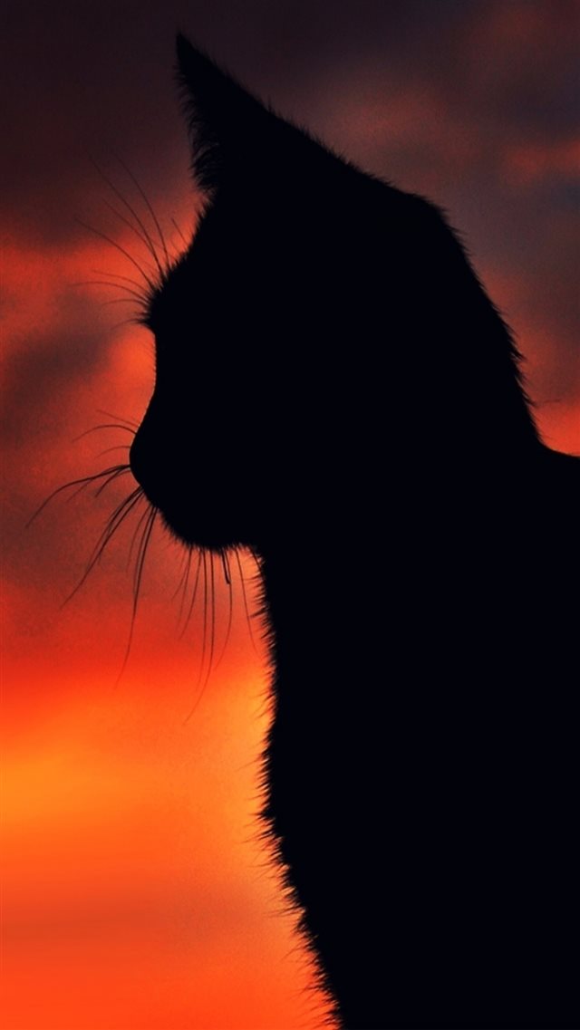 Cat Animal Coutour Under Sunset iPhone 8 wallpaper 