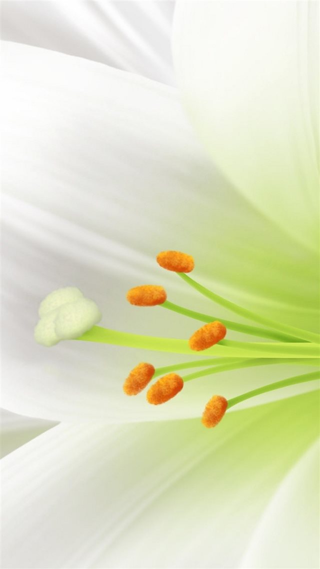 Pure White Lily Flower Macro iPhone 8 wallpaper 
