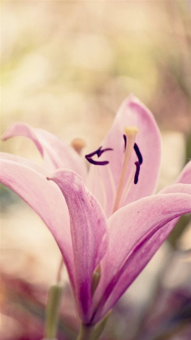 Nature Pure Elegant Pink Lily Flower iPhone 8 wallpaper 