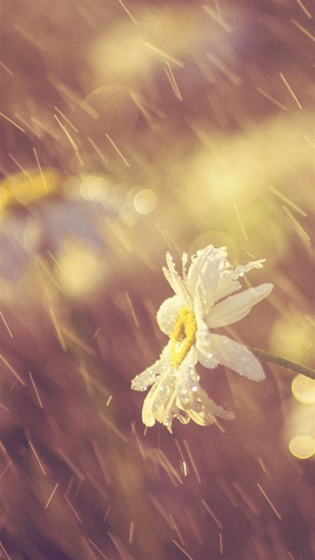 Nature Rainy Dew Bokeh White Daisy iPhone 8 wallpaper 