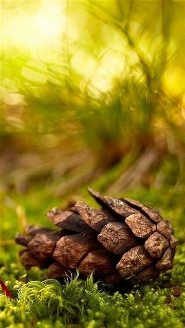 Beautiful Pine Nut On Grassland Bokeh Background iPhone 8 wallpaper 