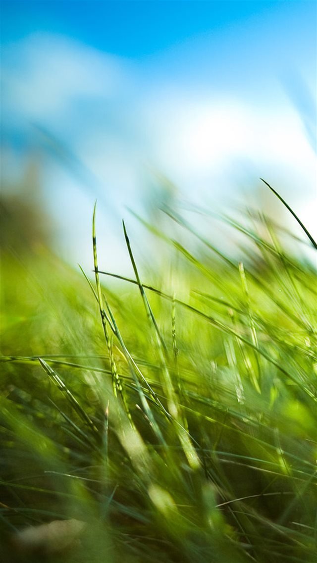 Nature Sunny Blue Sku Green Grassland Field iPhone 8 wallpaper 