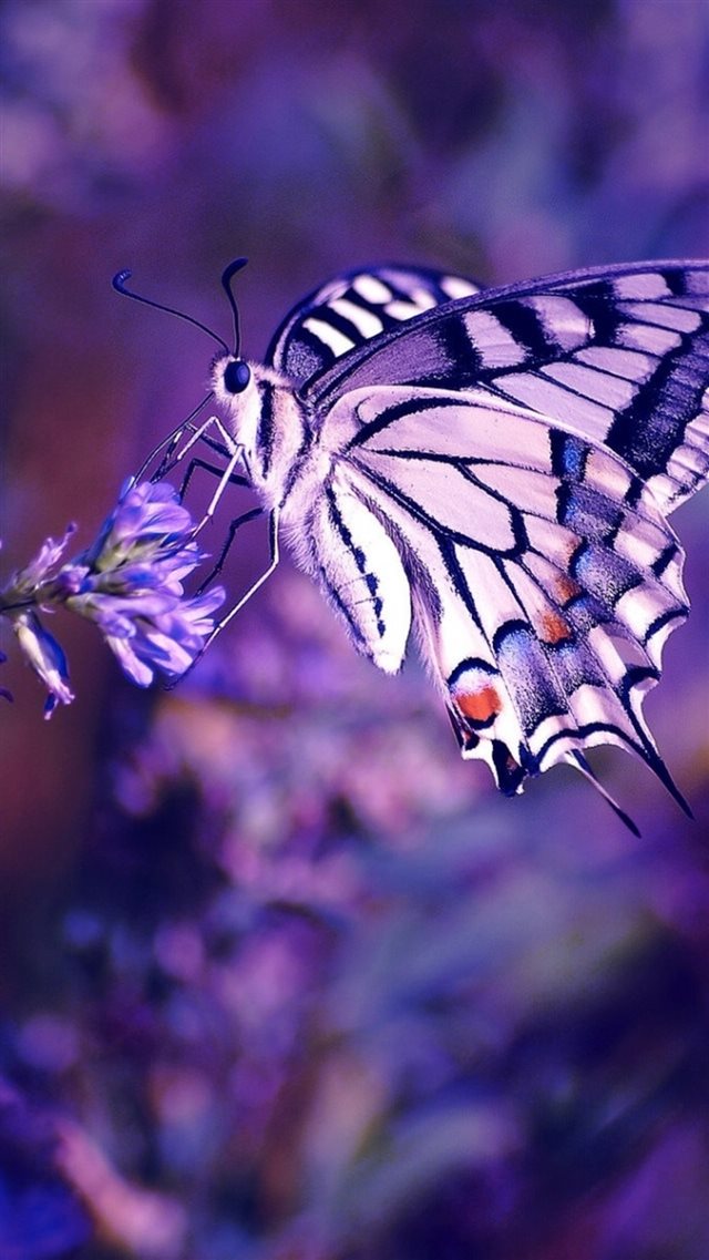 Butterfly On Flower At Dusk iPhone 8 wallpaper 