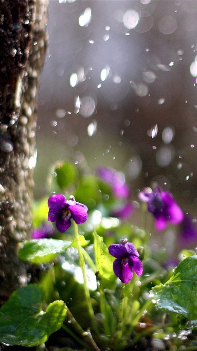 Nature Purple Flower Plant Beside Tree Bokeh iPhone 8 wallpaper 
