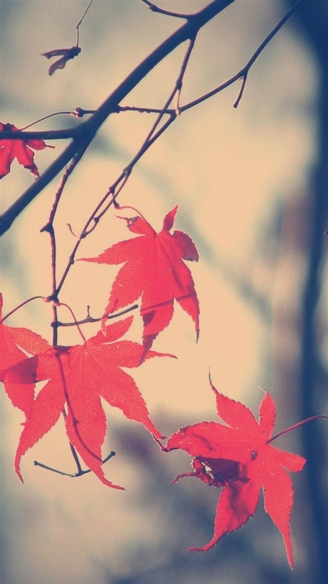 Autumn Romance Maple Leaf Branch iPhone 8 wallpaper 
