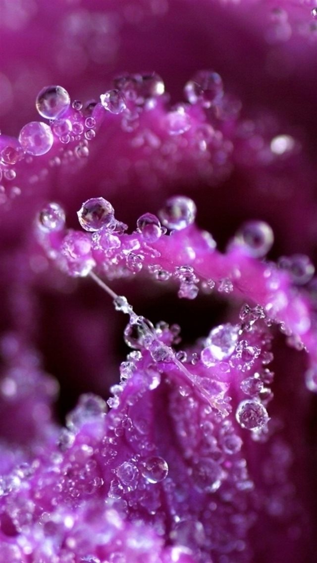 Pure Dew Purple Flower Petal Macro iPhone 8 wallpaper 