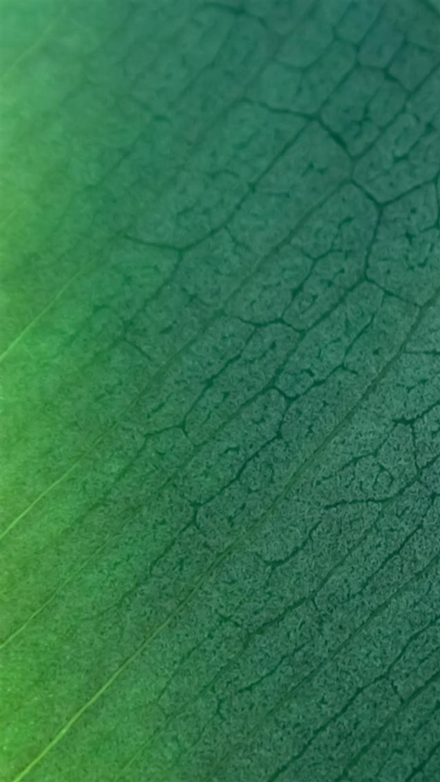 Pure Clear Leaf Texture Background iPhone 8 wallpaper 