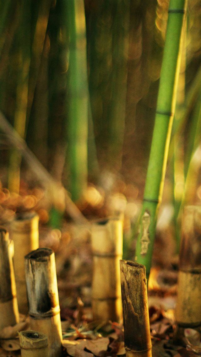Nature Bamboo Grove Blur iPhone 8 wallpaper 