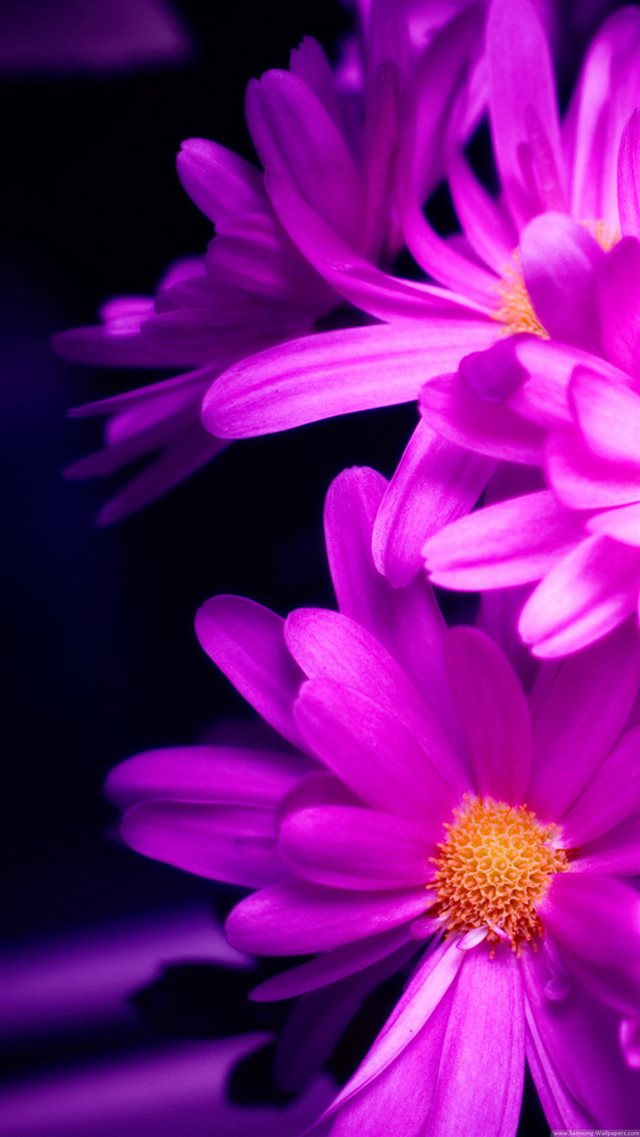 Purple Pink Daisy Flower Bouquet Macro iPhone 8 wallpaper 