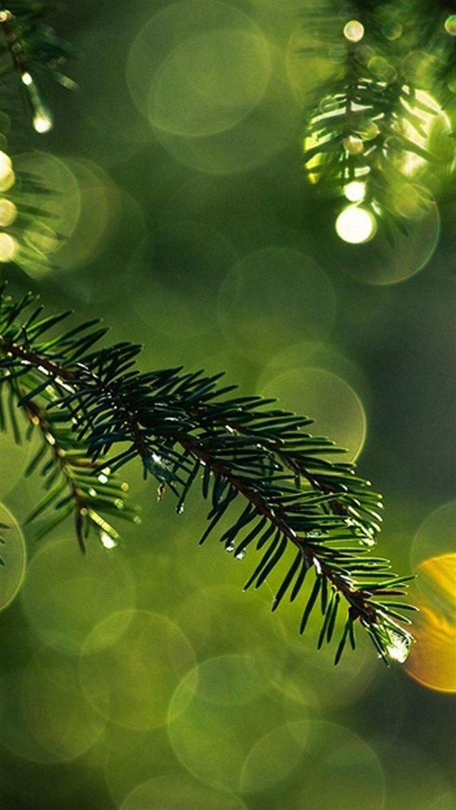 Nature Dew Pine Tree Leaf Branch Blur iPhone 8 wallpaper 