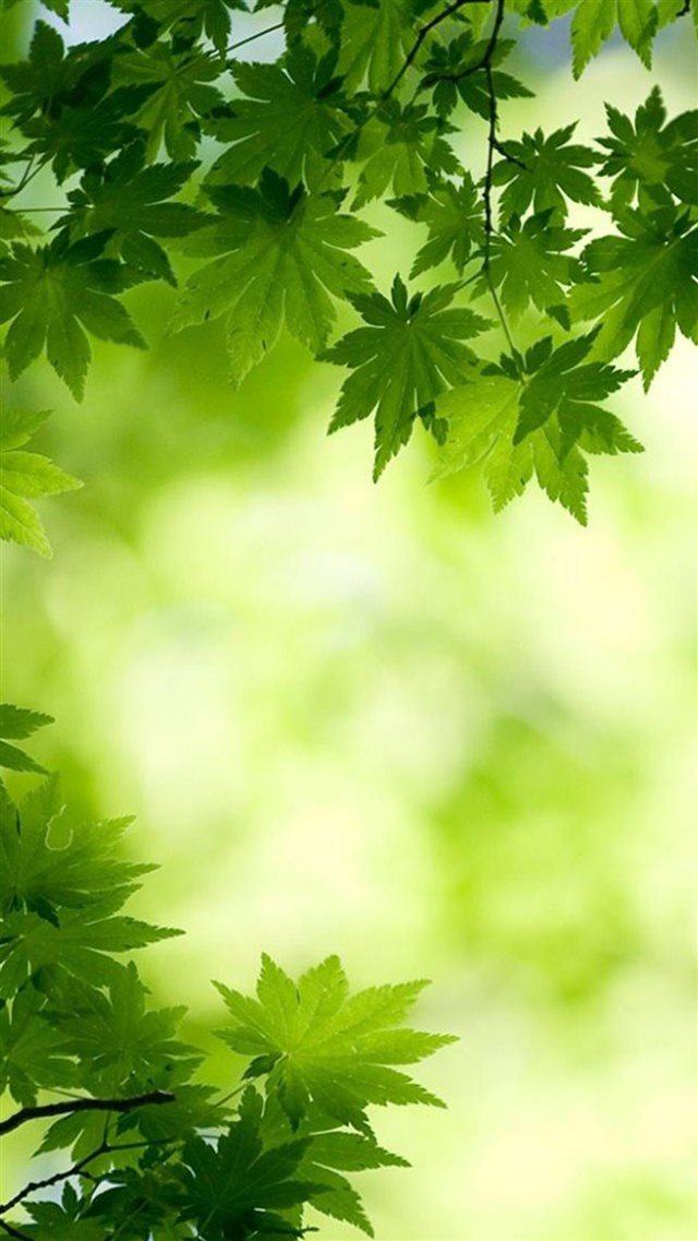Nature Bright Green Overlap Maple Leafy Branch Blur iPhone 8 wallpaper 