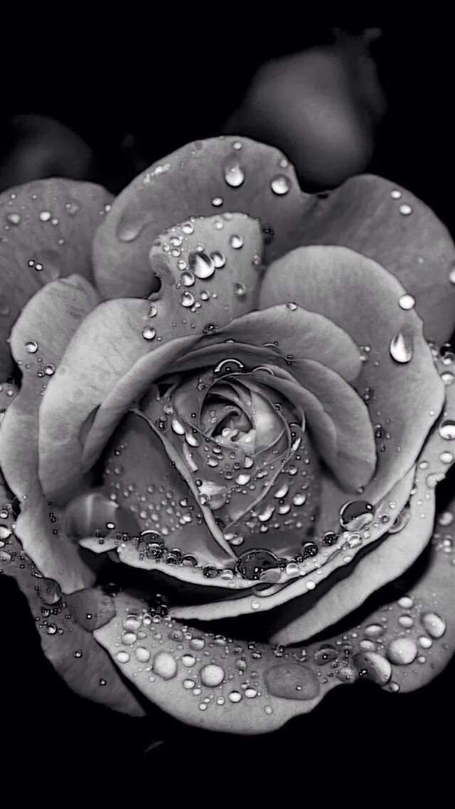 Grayscale Dew Rose Flower Macro iPhone 8 wallpaper 