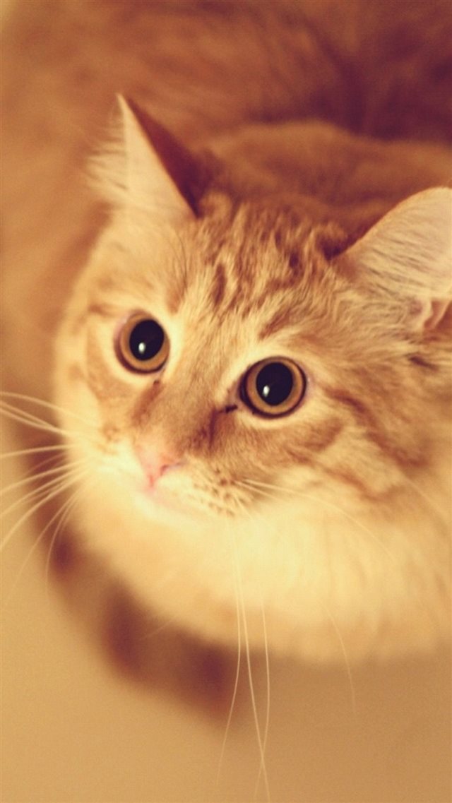 Cute Pet Kitten Cat Animal Blur iPhone 8 wallpaper 