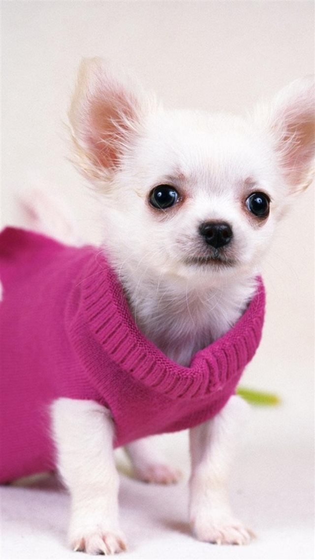 Cute Pretty Dog In Red Sweater iPhone 8 wallpaper 