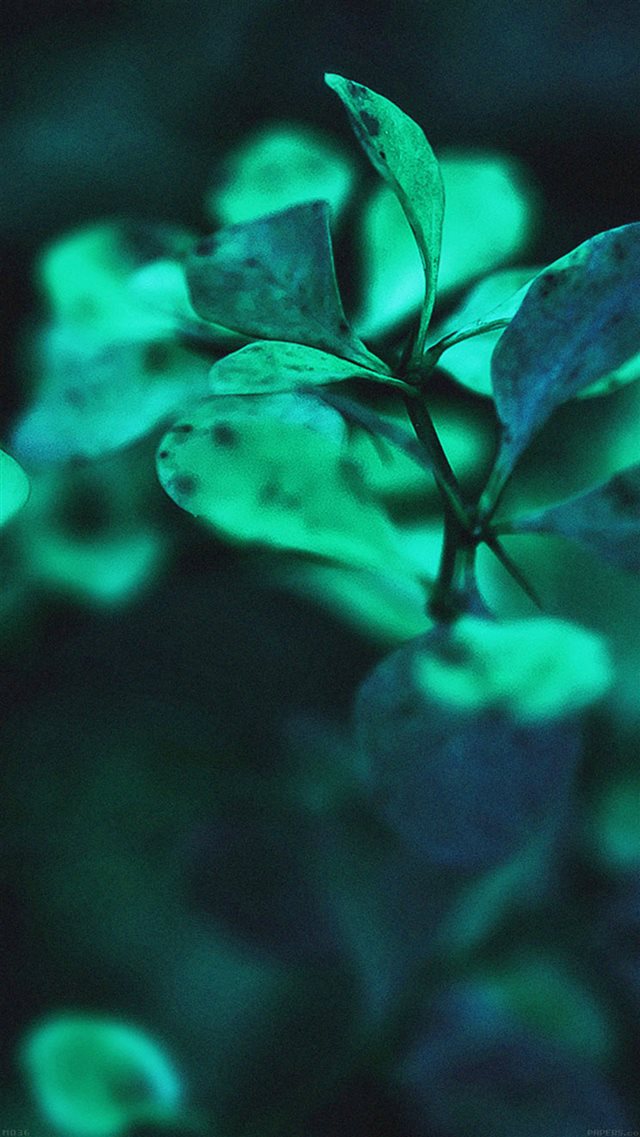 Nature Green Leaf Branch Macro Bokeh iPhone 8 wallpaper 