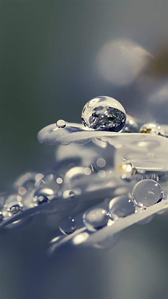 Pure Crystal Dew Petal Droplet Macro iPhone 8 wallpaper 